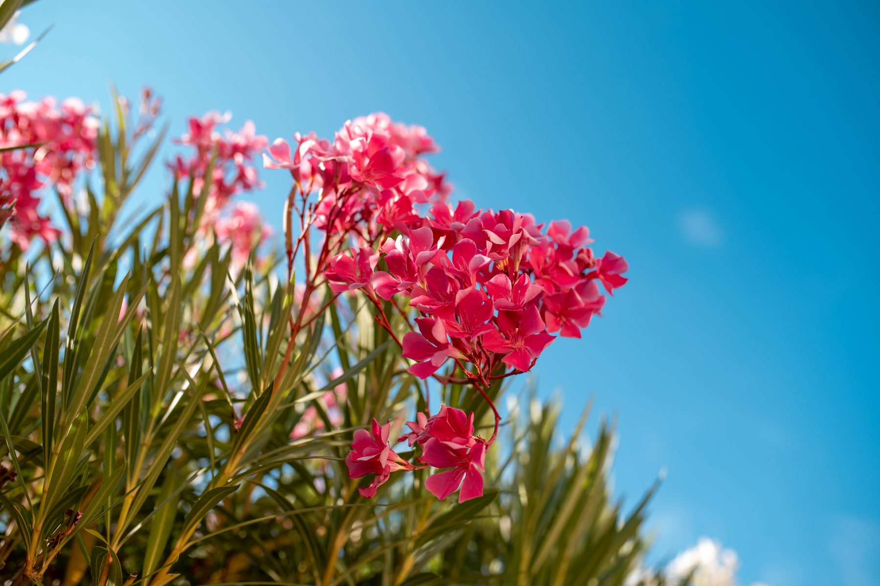 Ružičasti oleander cvat izbliza