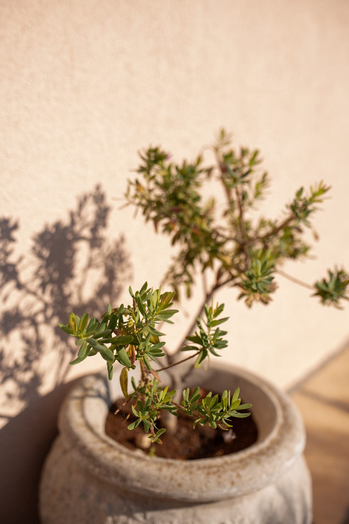 Detalj mediteranskog vrta - kameni lonac